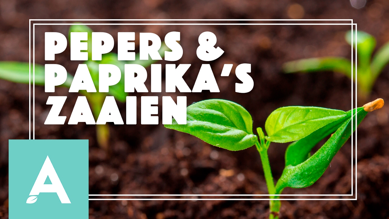 Pepers en paprika’s zaaien! – Grow, Cook, Eat #3