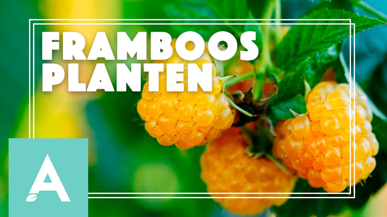 Frambozen planten in de moestuin! – Grow, Cook, Eat #8