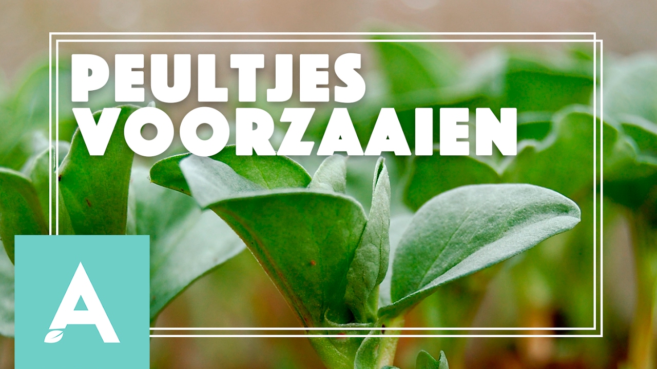 Peultjes voorzaaien! – Grow, Cook, Eat #5