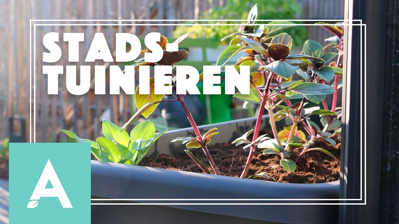 Moestuinieren in de stad! – Grow, Cook, Eat #13