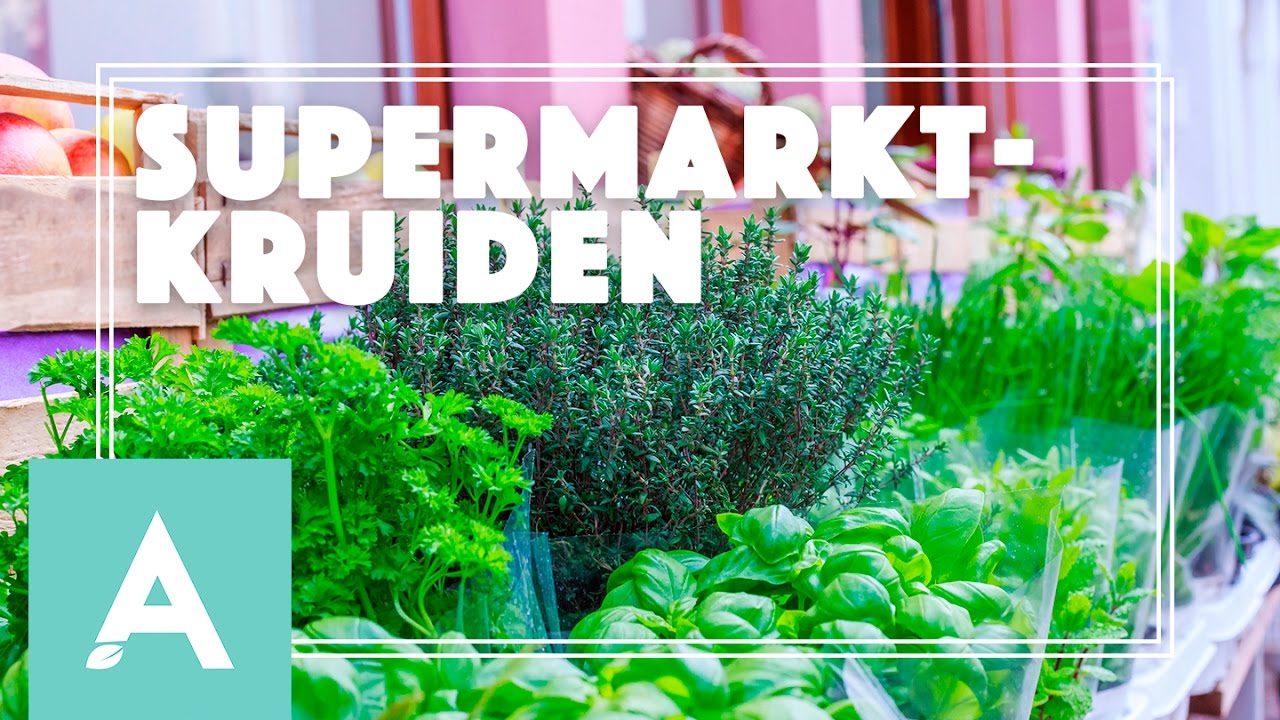 Hoe houd je supermarktkruiden in leven? – Grow, Cook, Eat #23