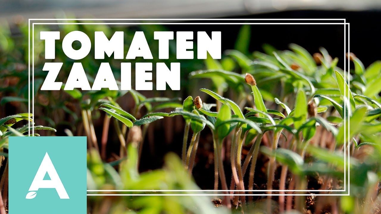 Tomaten zaaien! – Grow, Cook, Eat #9