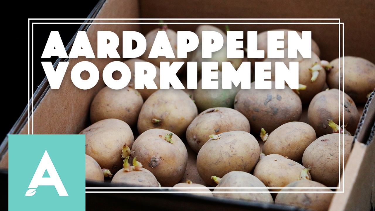 Aardappelen voorkiemen! – Grow, Cook, Eat #4