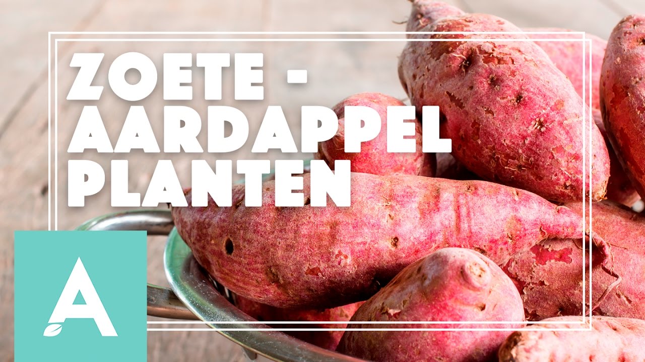 Zoete aardappel planten! Grow, Cook, Eat 21 247Green.nl