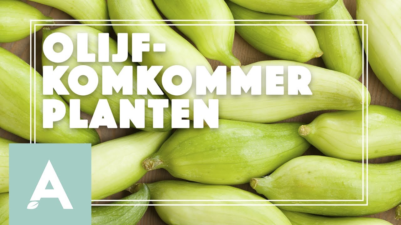 Olijfkomkommer planten! – Grow, Cook, Eat #32