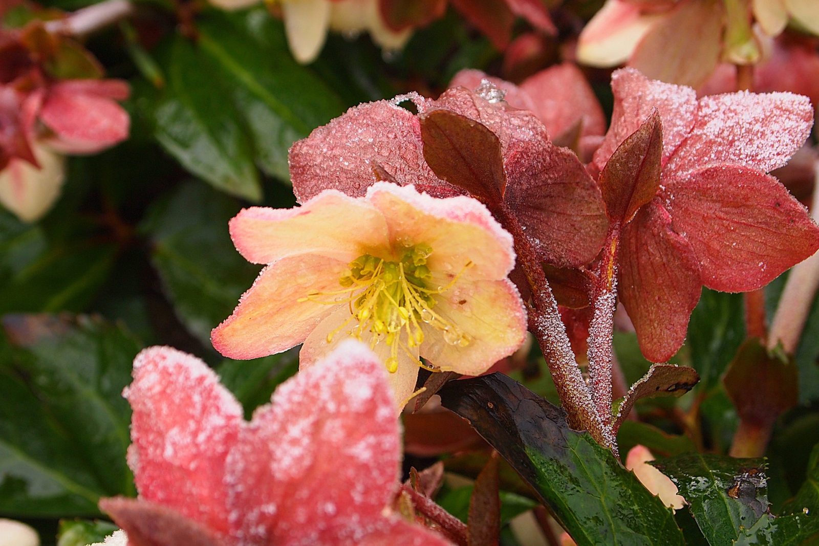 Helleborus – zo komt je kerstroos mooi de winter door