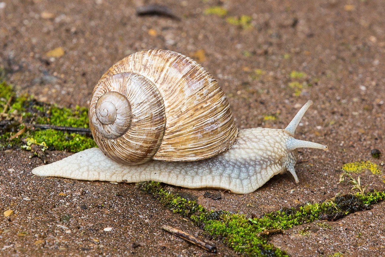 Help! Allemaal beestjes…