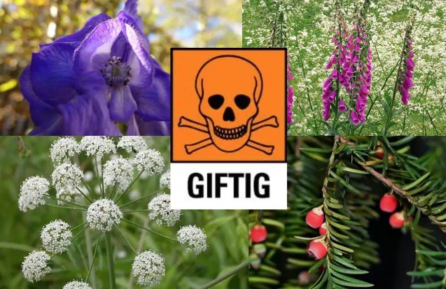 10 planten om bij uit de buurt te blijven