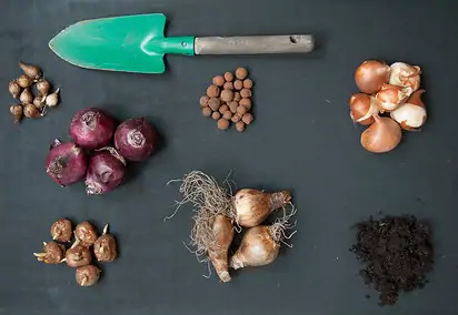 Zelf doen: Lasagnebeplanting met bloembollen