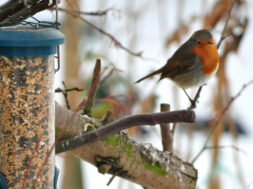 Roodborstje in de winter