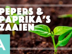 Pepers en Paprikas – Angelo