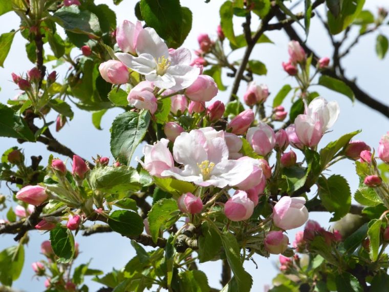 De 10 mooiste liedjes over de lente! - 247Green.nl