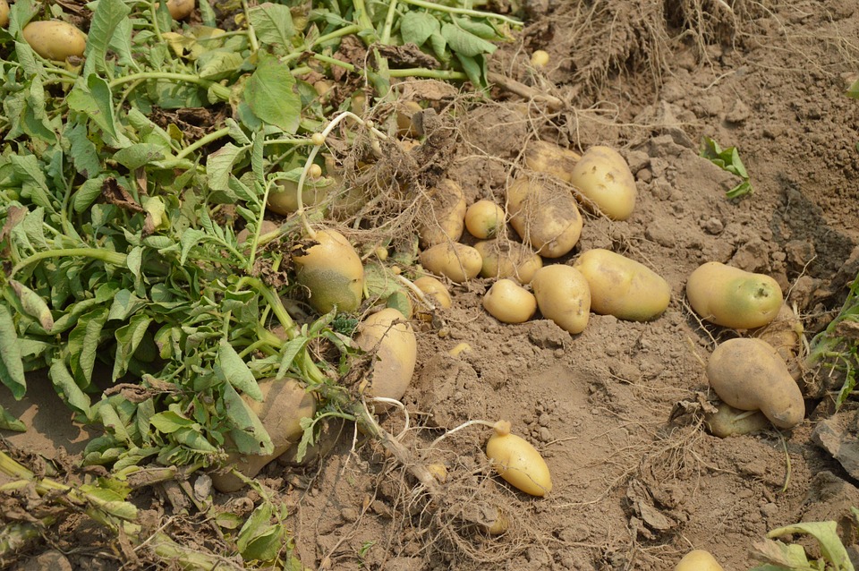Op zoek naar de oer-aardappel