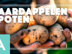 Aardappels poten – Angelo