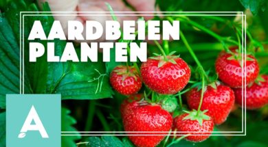 Aardbeien planten – Angelo