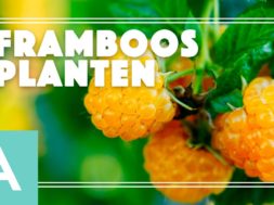 Framboos planten – Angelo