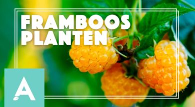 Framboos planten – Angelo