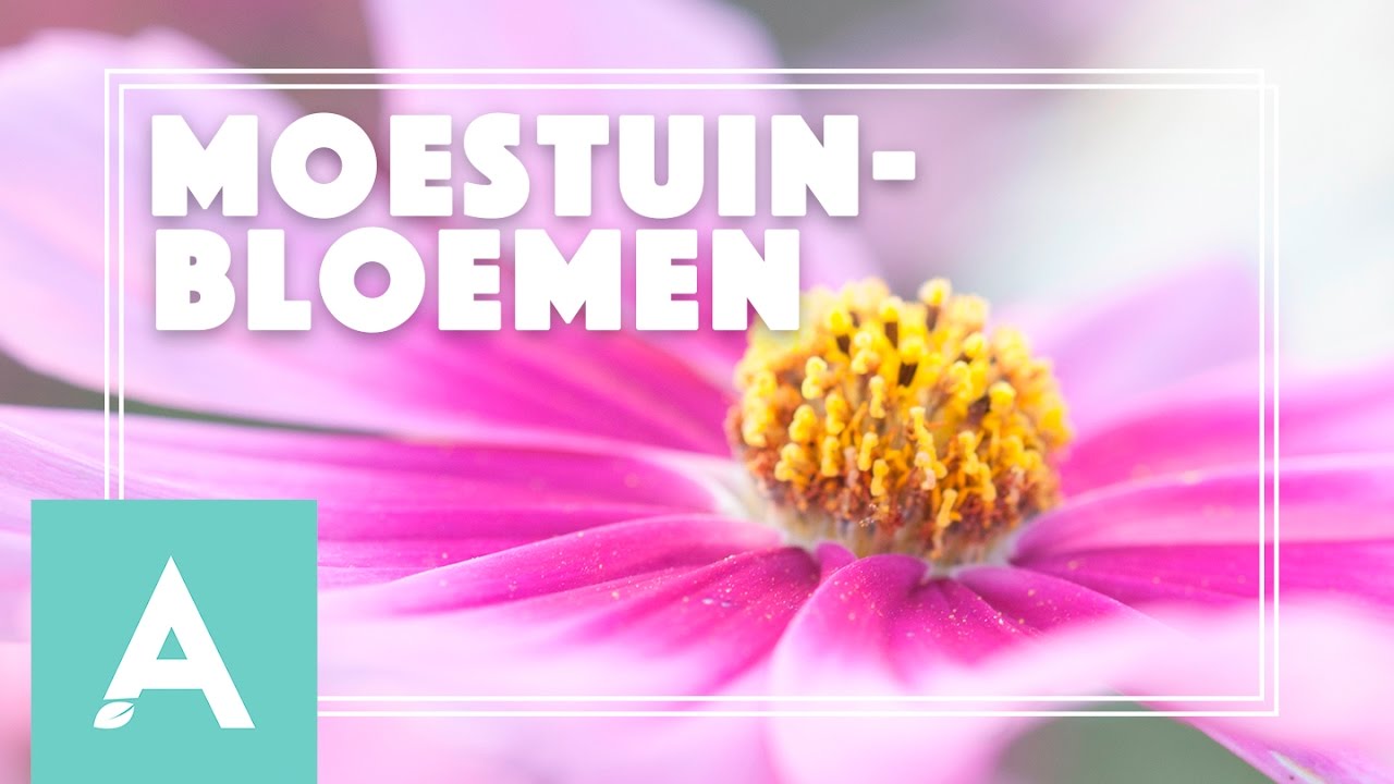 Moestuinbloemen voor een ecologische tuin! – Grow, Cook, Eat #11