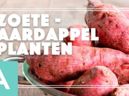 Zoete aardappel – Angelo