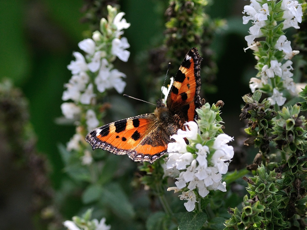 5 vlinderplanten bomvol nectar