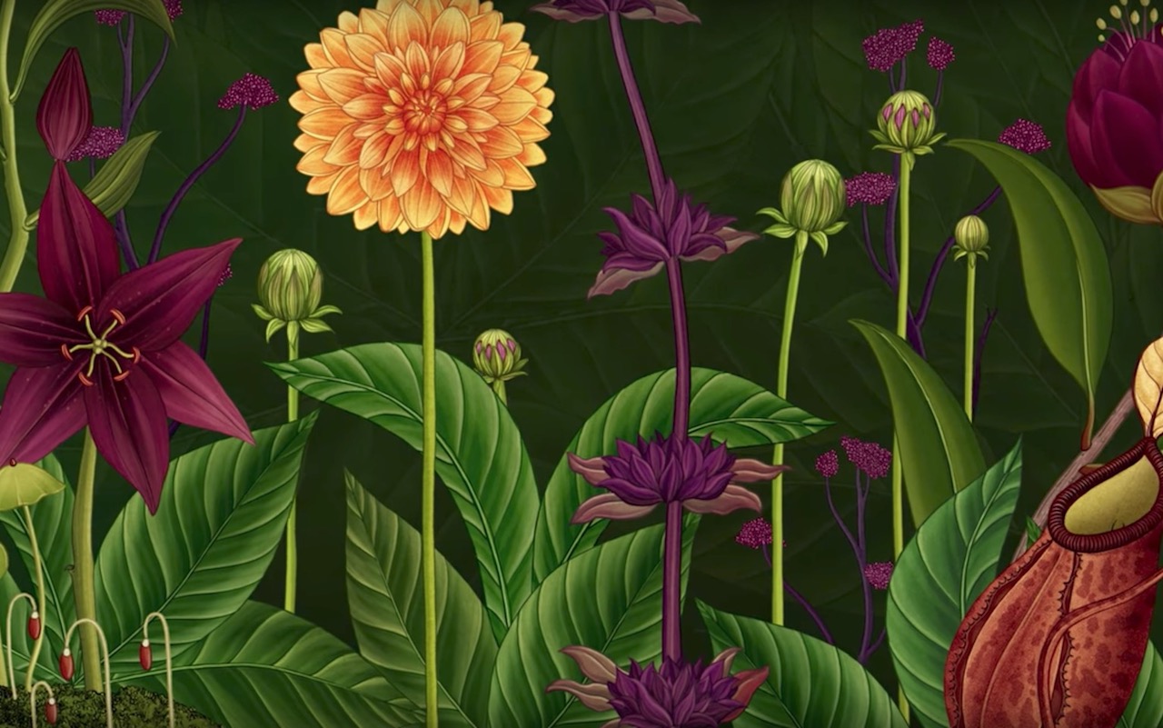Prachtige animatie: The Story of Flowers