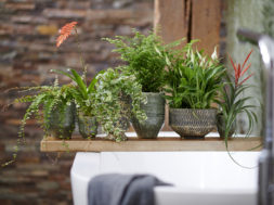 Badkamer planten