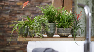 Badkamer planten