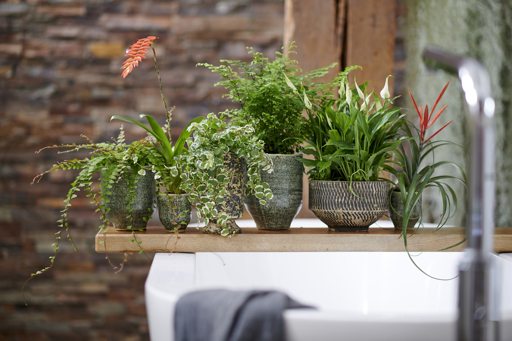 Badkamer planten