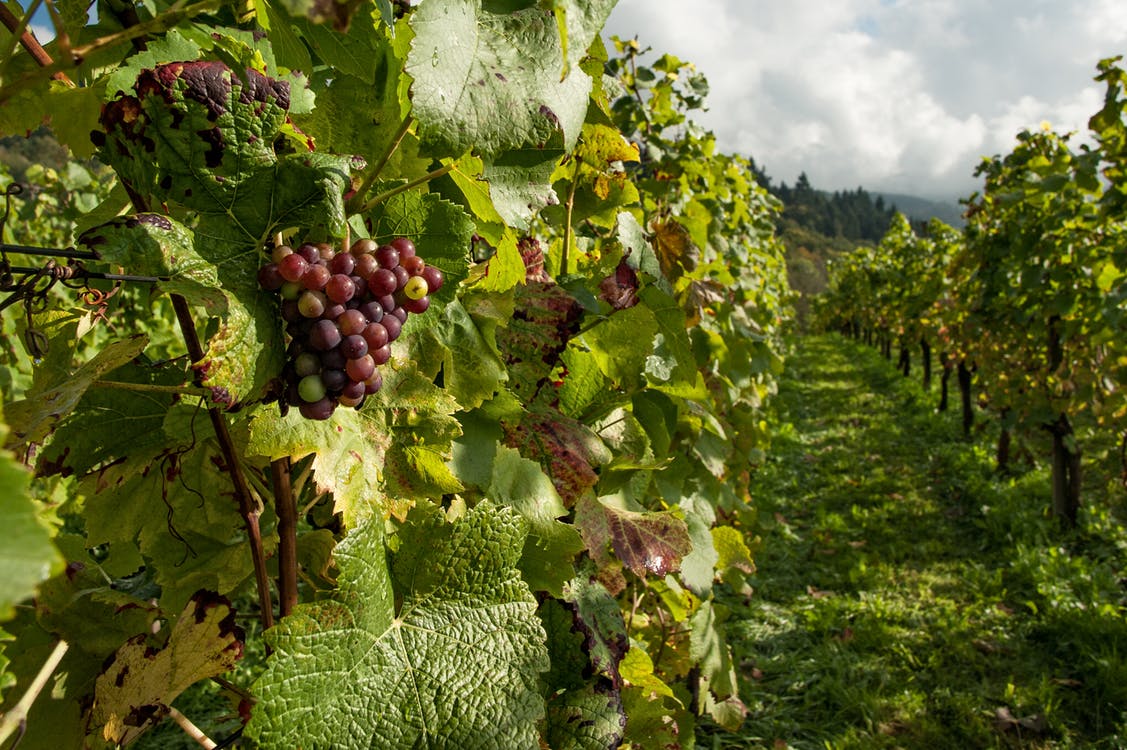 Fruit, zomerbloemen en wijn duur dit jaar door nachtvorst?