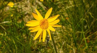 arnica-273283_1280