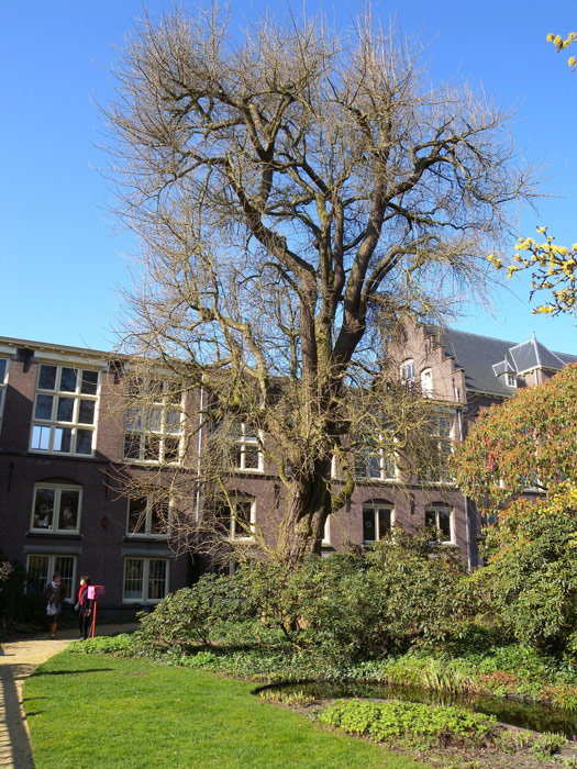 Japanse notenboom in de Oude Hortus Utrecht 