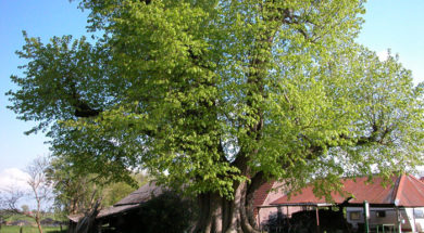 Bijzondere bomen van Utrecht – Linde