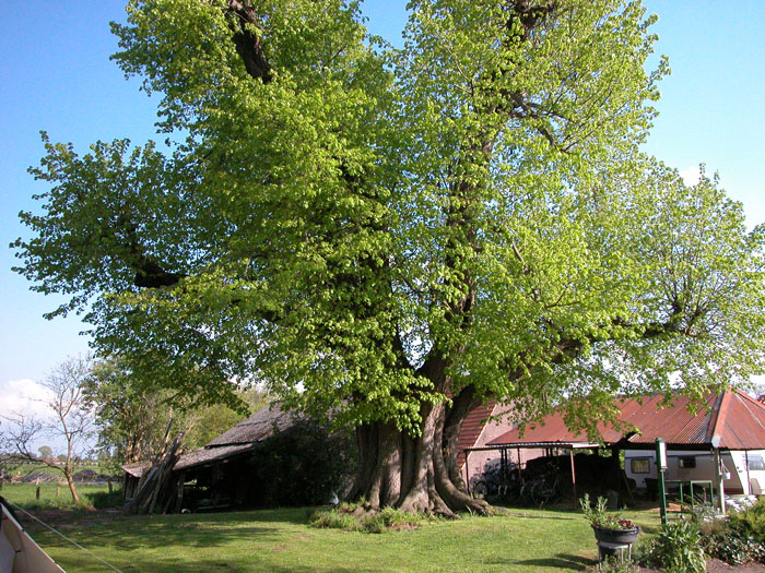 Dit zijn de vijf meest bijzondere bomen van Utrecht