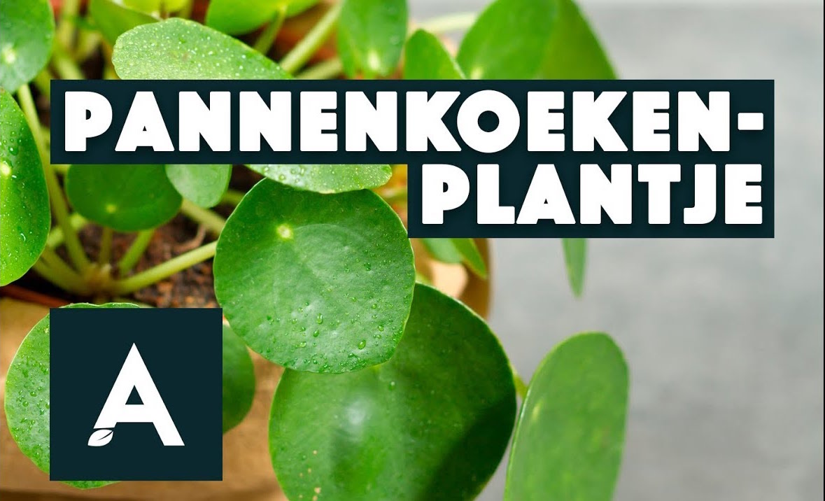 Pannenkoekplant – Een groener thuis #02