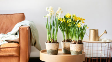 3.voorjaarsbollen_12.narcis_.mid_
