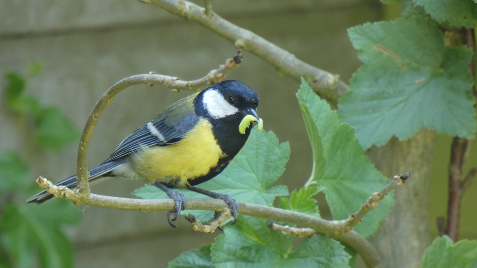 Biologische bestrijdingsmiddelen voor je tuin