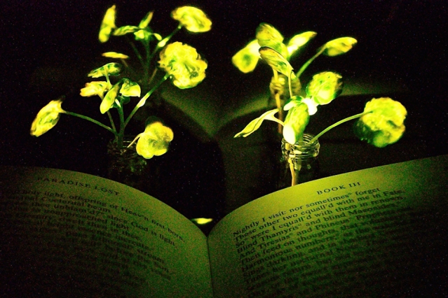 Glow in the dark: Wetenschappers maken planten die licht geven!