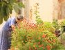 sea_of_flowers_old_lady_garden_plants_flowers_flower_fullness_bl_tenmeer_summer_the_wayside-1004819