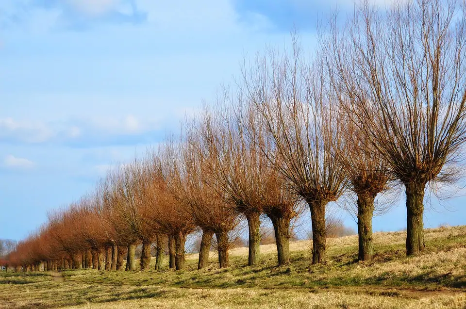 10 Weetjes over Wilgen