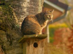 Ongewenste kat in tuin