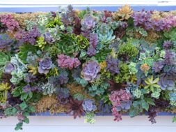 Sedum