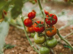 Tomaten kweken in de kas