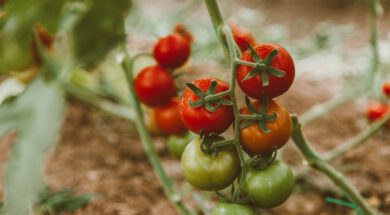 Tomaten kweken in de kas
