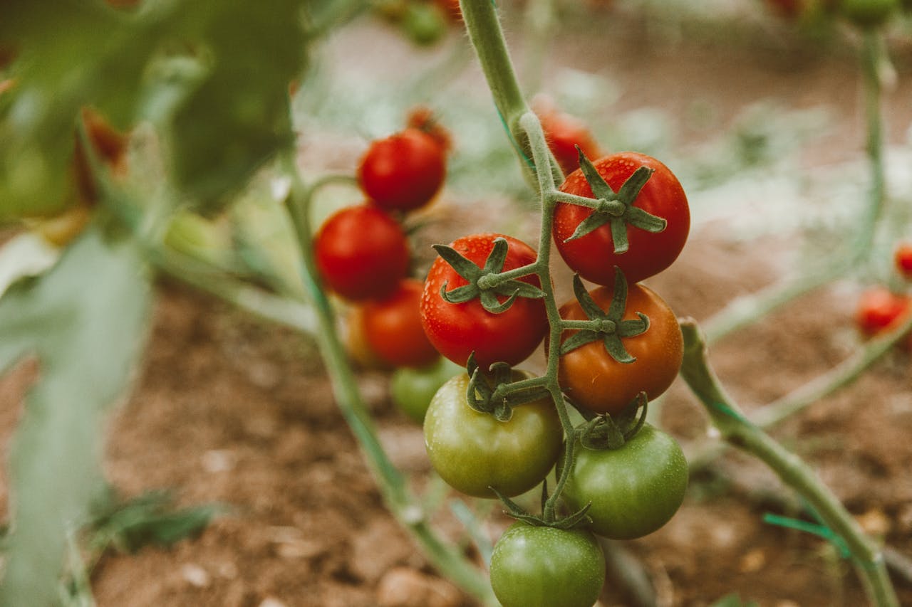 Zo kweek je met succes je eigen tomaten in de kas of moestuin
