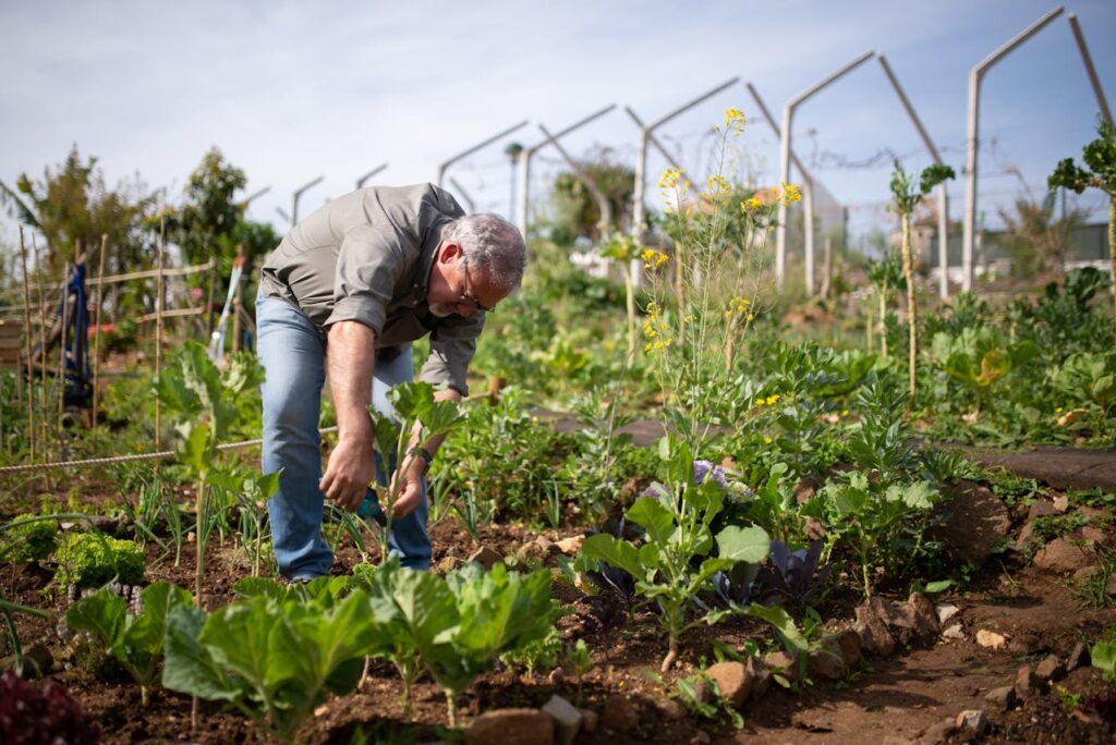 Moestuin (foto: Kampus via Pexels)