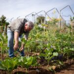 Moestuin (foto: Kampus via Pexels)